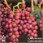 خرید نهال انگور جوین
