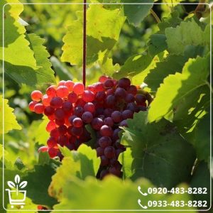 قیمت نهال انگور جوین