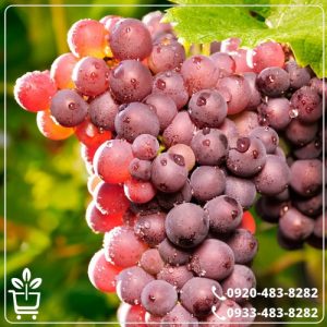 کاشت نهال انگور جوین