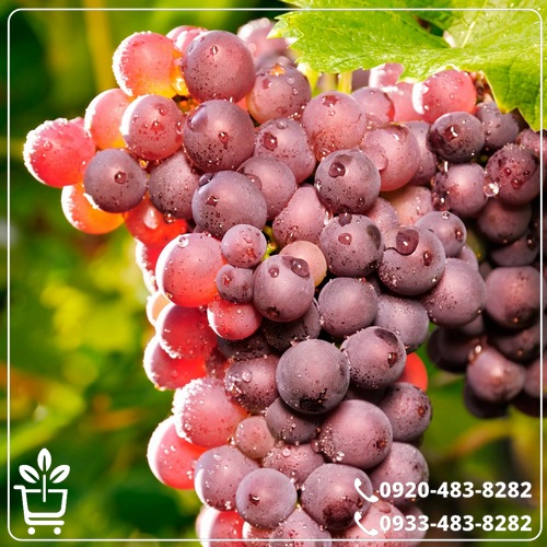 کاشت نهال انگور جوین