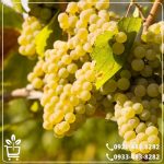 خرید نهال انگور حسینی