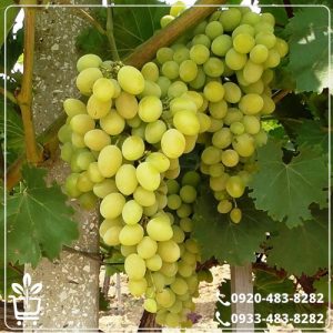 قیمت نهال انگور حسینی