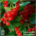 خرید نهال انگور رد کارنت