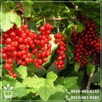 کاشت نهال انگور رد کارنت