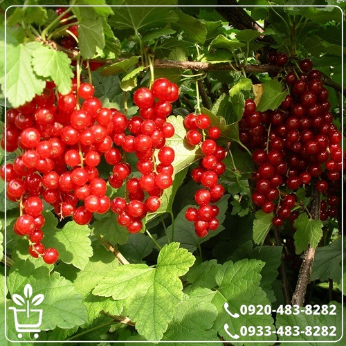 کاشت نهال انگور رد کارنت