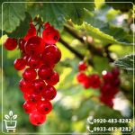 قیمت نهال انگور رد کارنت