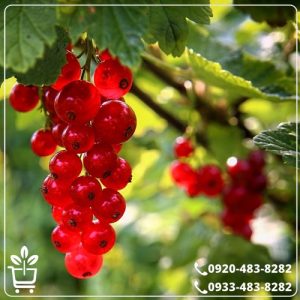 قیمت نهال انگور رد کارنت