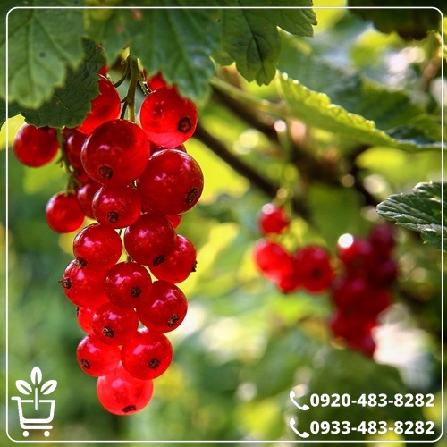 قیمت نهال انگور رد کارنت