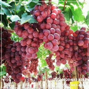 کاشت نهال انگور رد گلوب