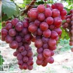 قیمت نهال انگور رد گلوب