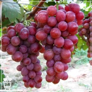قیمت نهال انگور رد گلوب