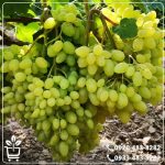 خرید نهال انگور ریش بابا