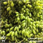 قیمت نهال انگور ریش بابا