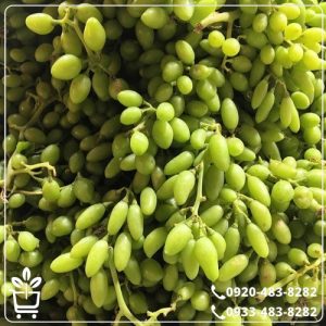 قیمت نهال انگور ریش بابا