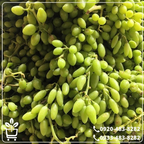 قیمت نهال انگور ریش بابا