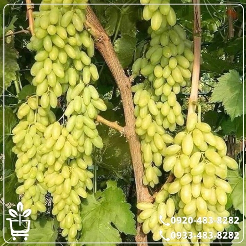 کاشت نهال انگور ریش بابا