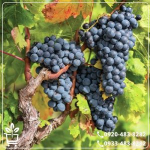 قیمت نهال انگور سیاه سردشت