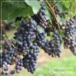 کاشت نهال انگور سیاه سردشت