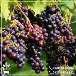 خرید نهال انگور سیاه سردشت