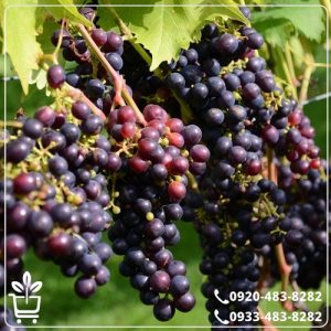 خرید نهال انگور سیاه سردشت