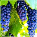 خرید نهال انگور شانی