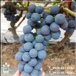 کاشت نهال انگور شانی