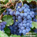 قیمت نهال انگور شانی