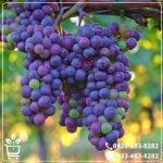 خرید نهال انگور شاهانی