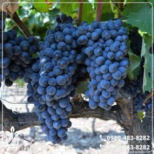 قیمت نهال انگور شاهانی