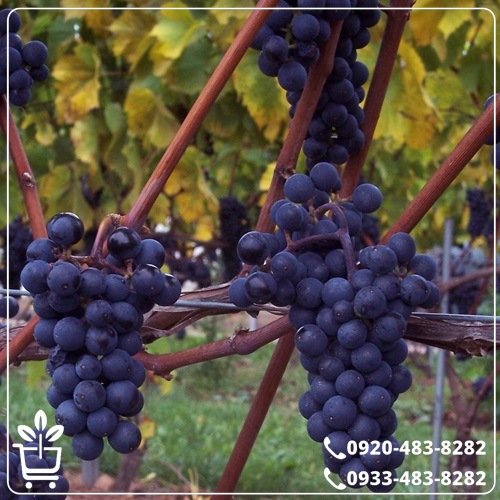 کاشت نهال انگور شاهانی