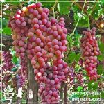 خرید نهال انگور شاهرودی