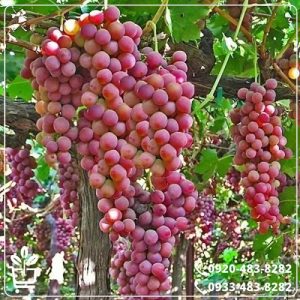 خرید نهال انگور شاهرودی