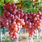 کاشت نهال انگور شاهرودی