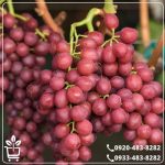 قیمت نهال انگور شاهرودی