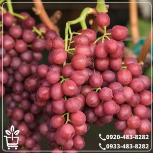 قیمت نهال انگور شاهرودی