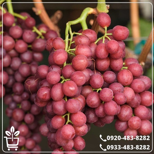 قیمت نهال انگور شاهرودی