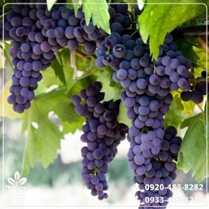خرید نهال انگور شرابی شیراز