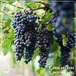 قیمت نهال انگور شرابی شیراز