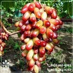 خرید نهال انگور شصت عروس