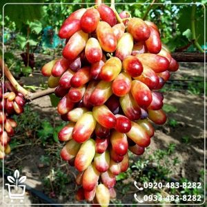 خرید نهال انگور شصت عروس