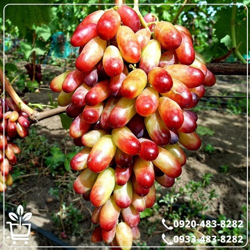 خرید نهال انگور شصت عروس