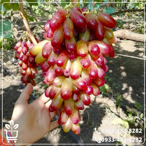 قیمت نهال انگور شصت عروس