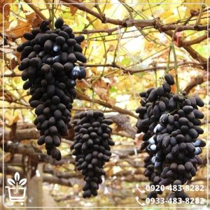 خرید نهال انگور شمشیری