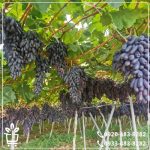 قیمت نهال انگور شمشیری