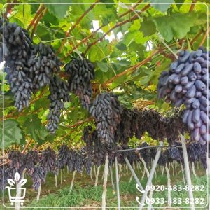 قیمت نهال انگور شمشیری