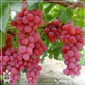 خرید نهال انگور صاحبی