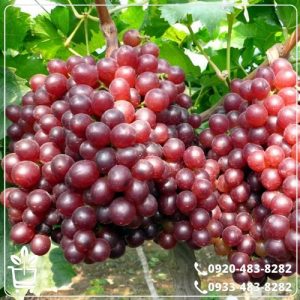 قیمت نهال انگور صاحبی