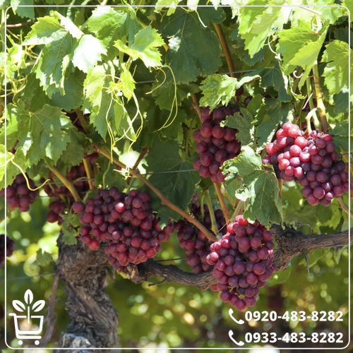 خرید نهال انگور عسگری