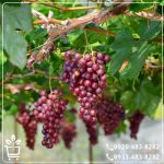 قیمت نهال انگور عسگری