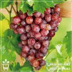 کاشت نهال انگور عسگری